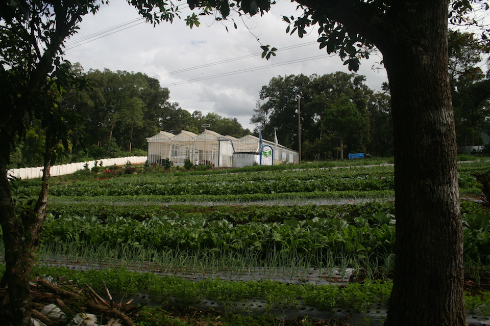 Greenhouse and Field